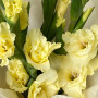 5 желтых гладиолусов фото 4